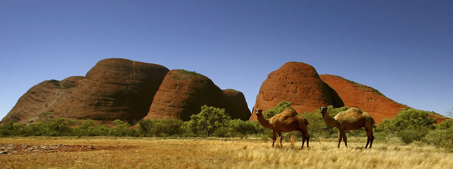 Kaamelid pahaaimamatult Austraalias.