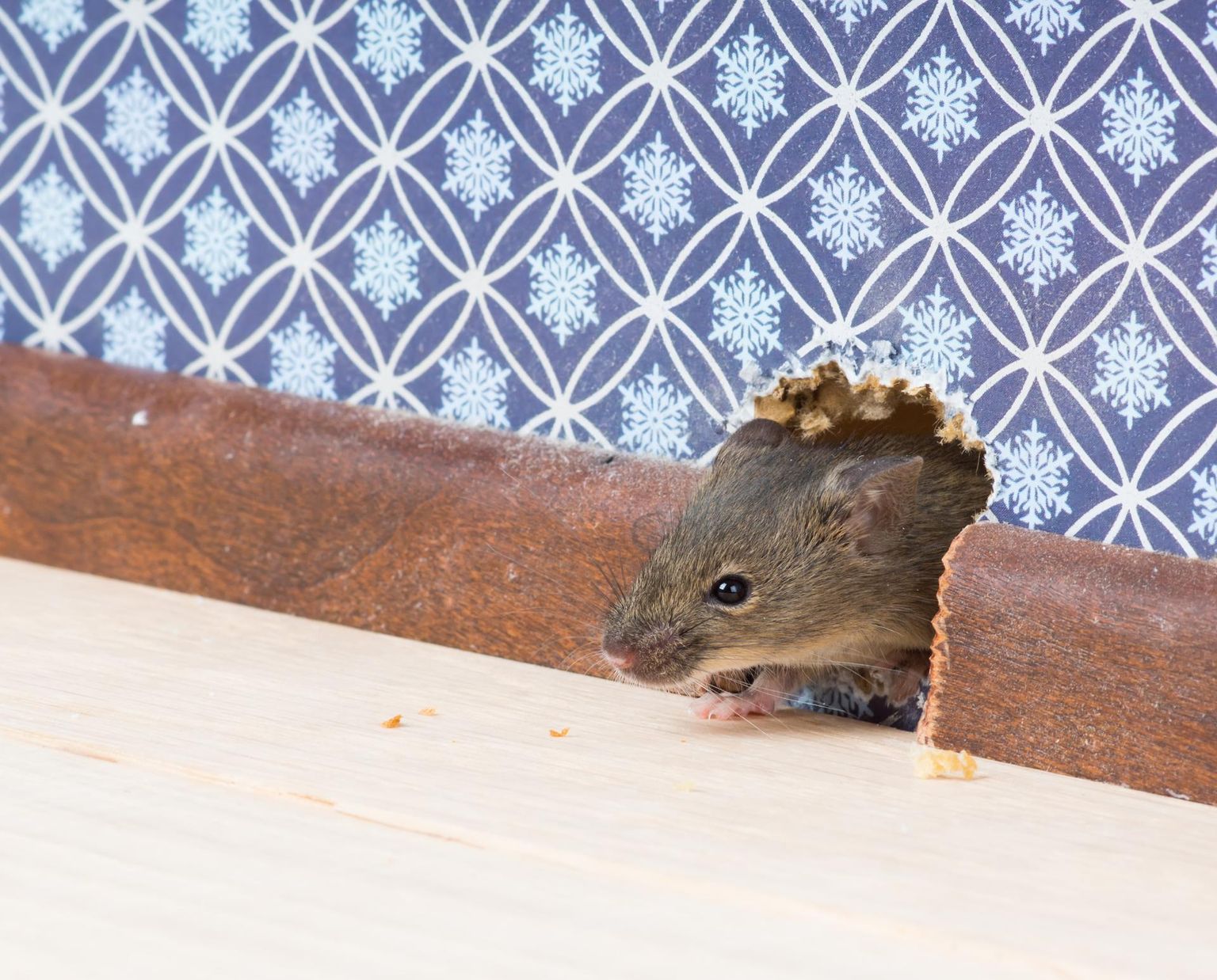 Põrandaliistust läbinärimine on hiirte jaoks lihtsam kui võiks arvata, kuid kindlustusest sel juhul abi ei saa.