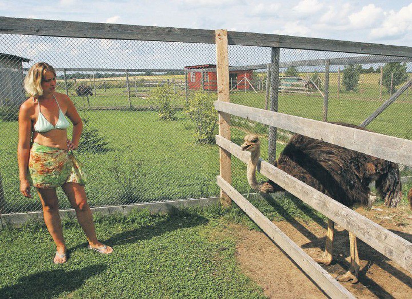 Хозяйка хутора Сасси, где выращивают страусов, Инга Рохтсалу показывает гостям своих питомцев.