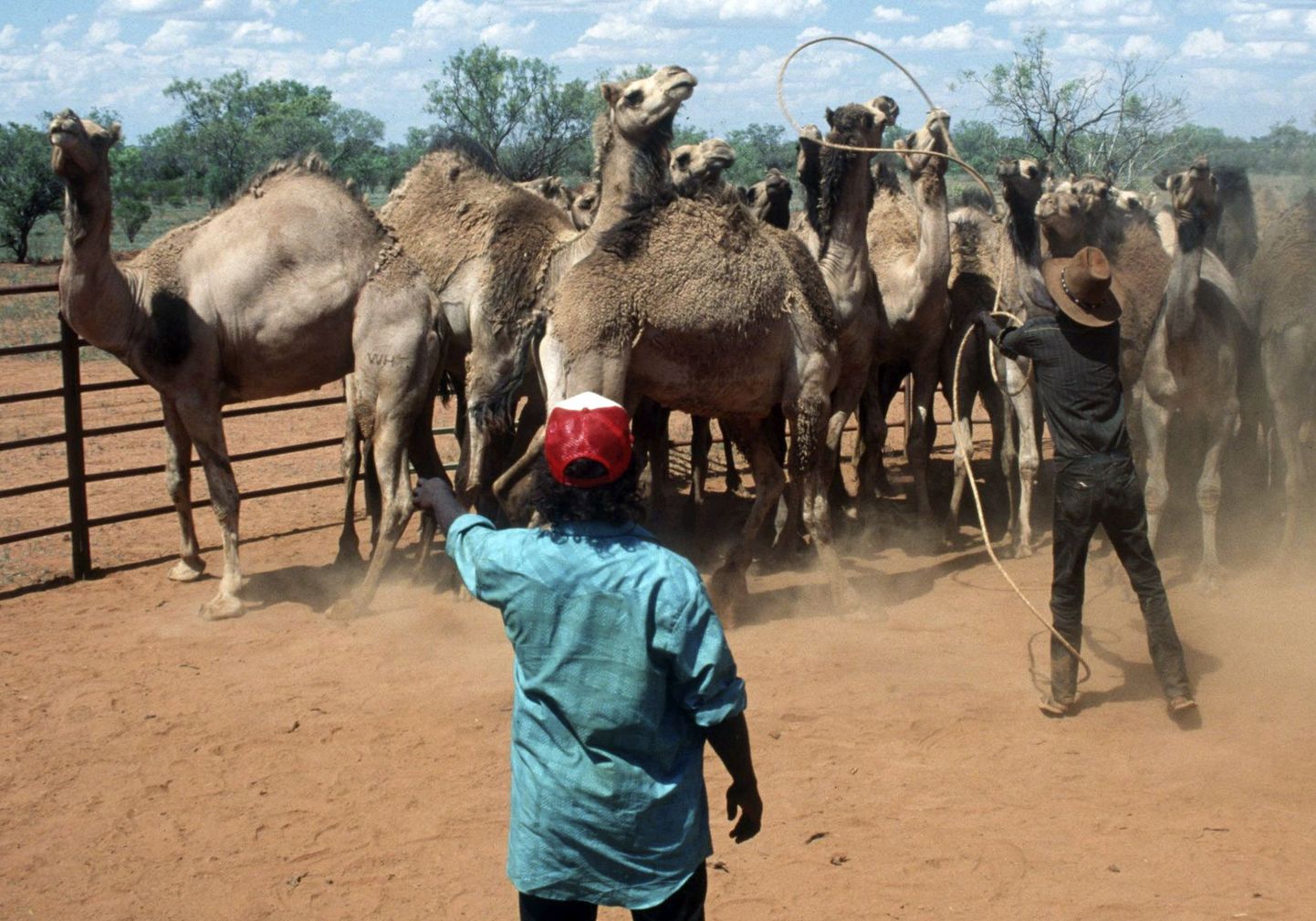 Austraalias on kaamelitest saanud nuhtlus