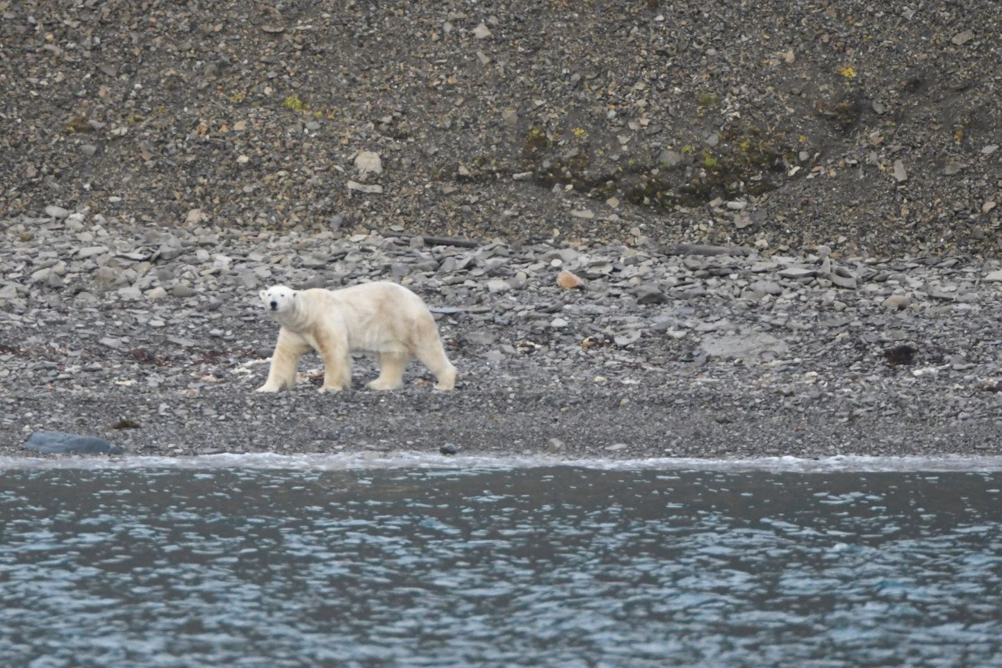 Näljane jääkaru Svalbardi rannikul. Foto on illustreeriv.