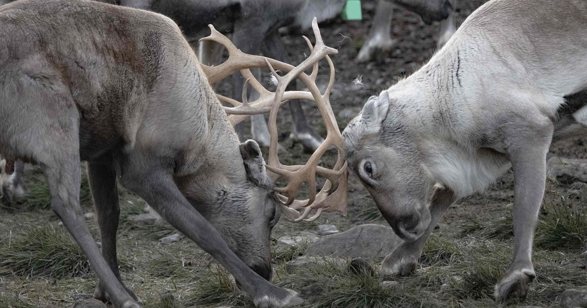 SOOME PIIRIKRIIS ⟩ Ukraina sõda rebib saamide kogukonna kaheks tükiks