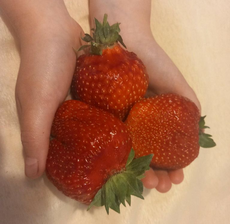Neljaeurose kilohinnaga Poola maasikad olid tõesti pirakad.