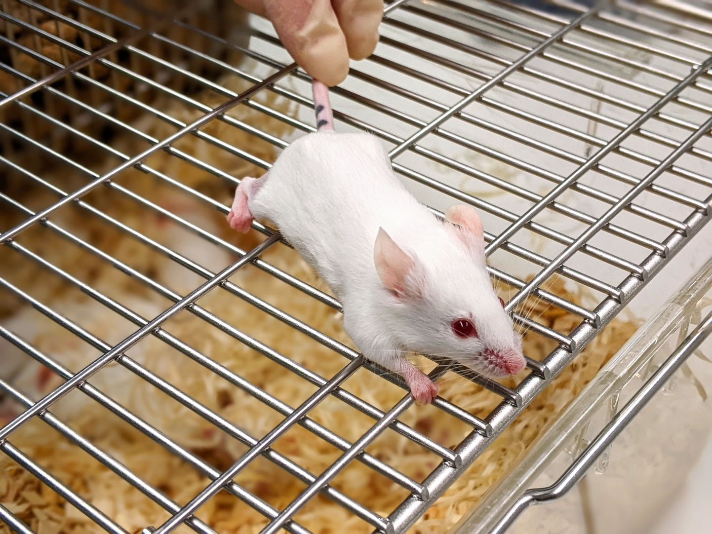 OximUNO mõjutab kasvaja arengut, kuid ei ravinud hiiri terveks.