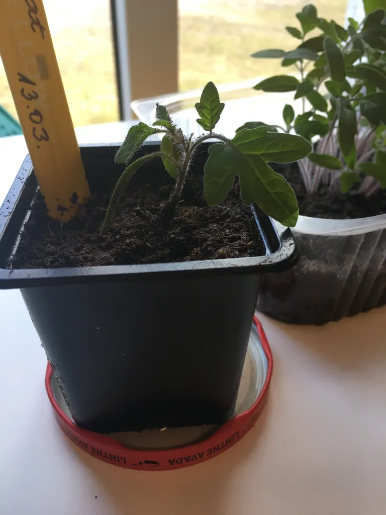 Tomatitaimed.
