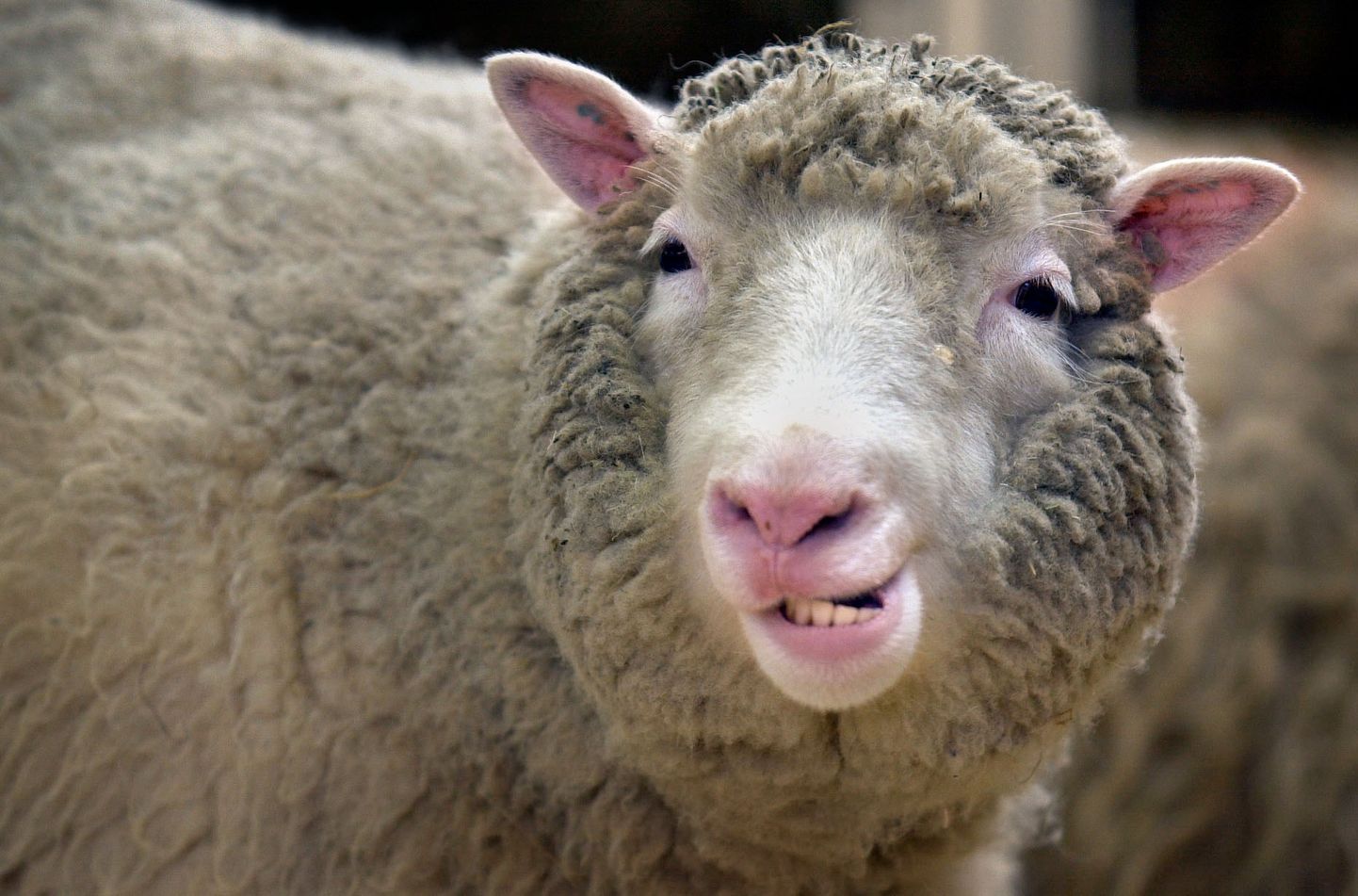 Esimene kloonitud imetaja lammas Dolly. Pilt on illustreeriv.