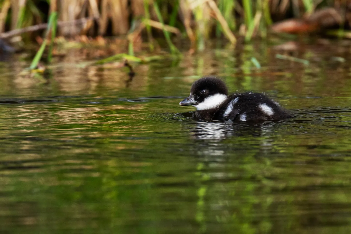 Sõtkatibud otsivad juba ise söödavat.