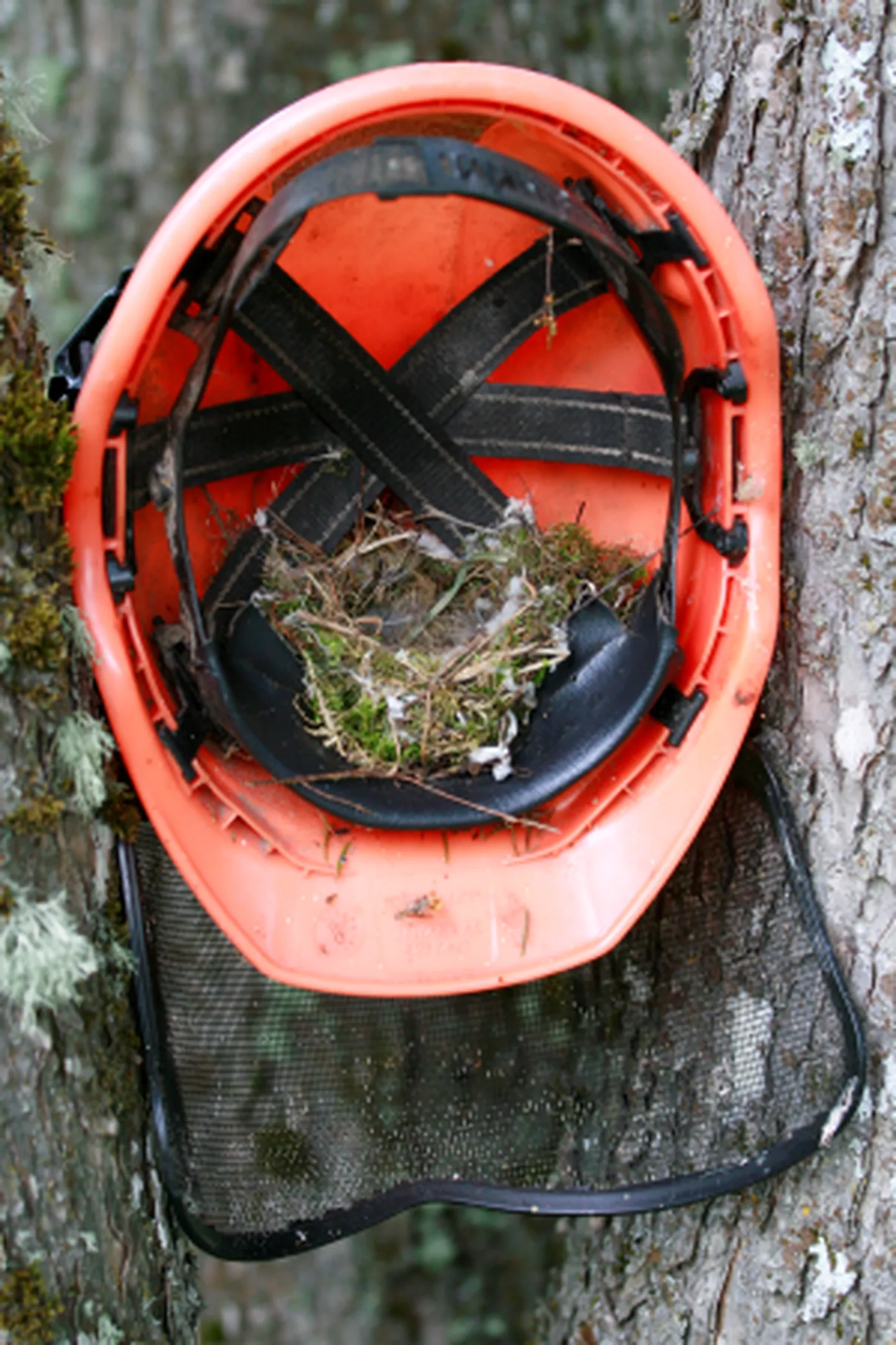 Pesitsusrahu