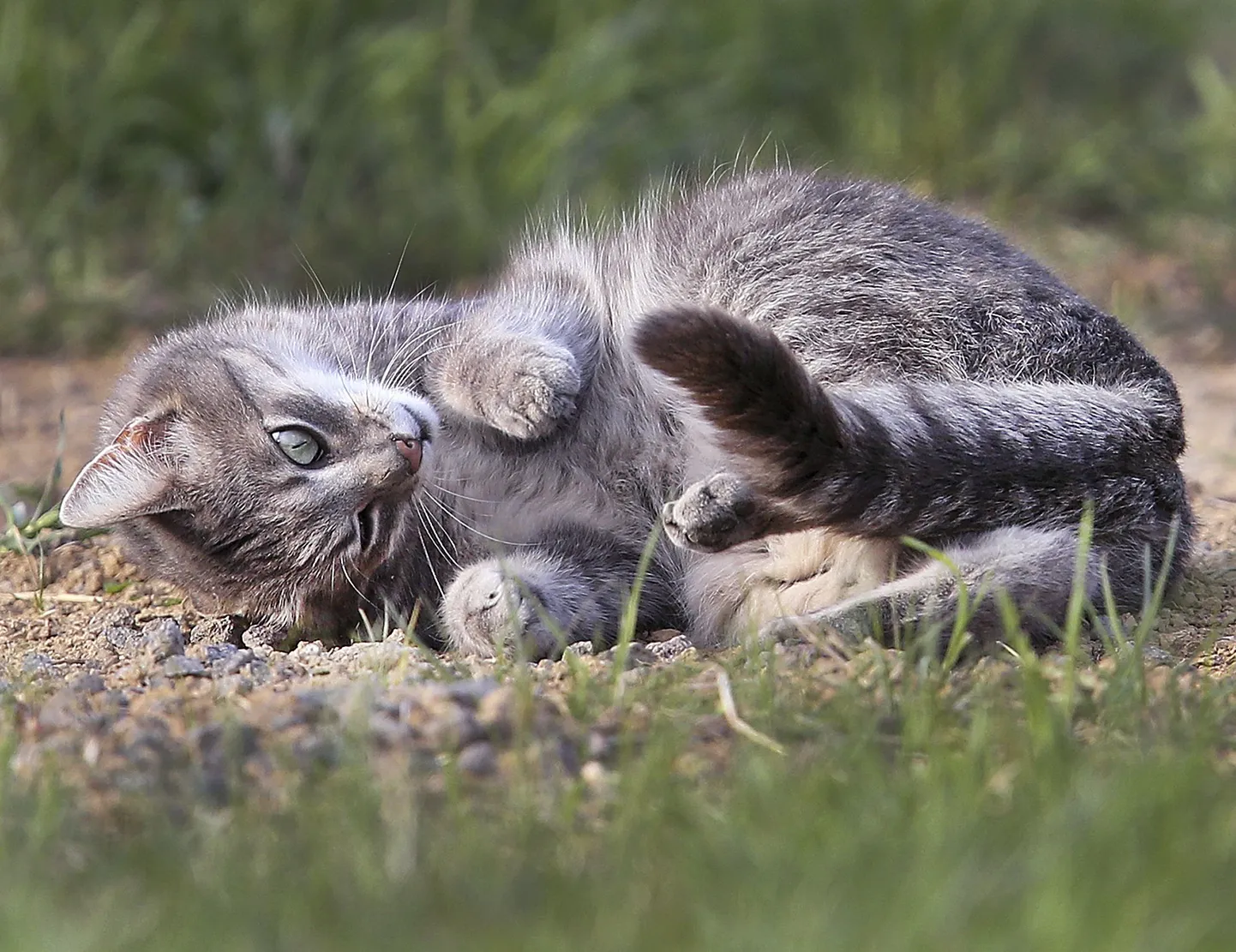 Кот. Снимок иллюстративный.