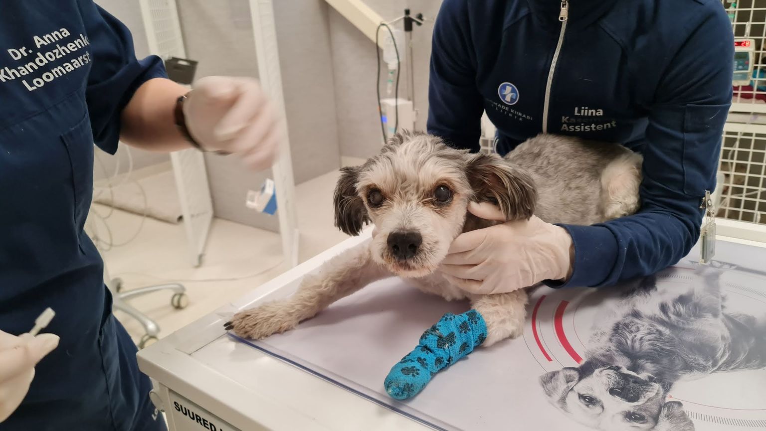 Koer viidi pärast rünnakut Tallinna loomade kiirabi kliinikusse.