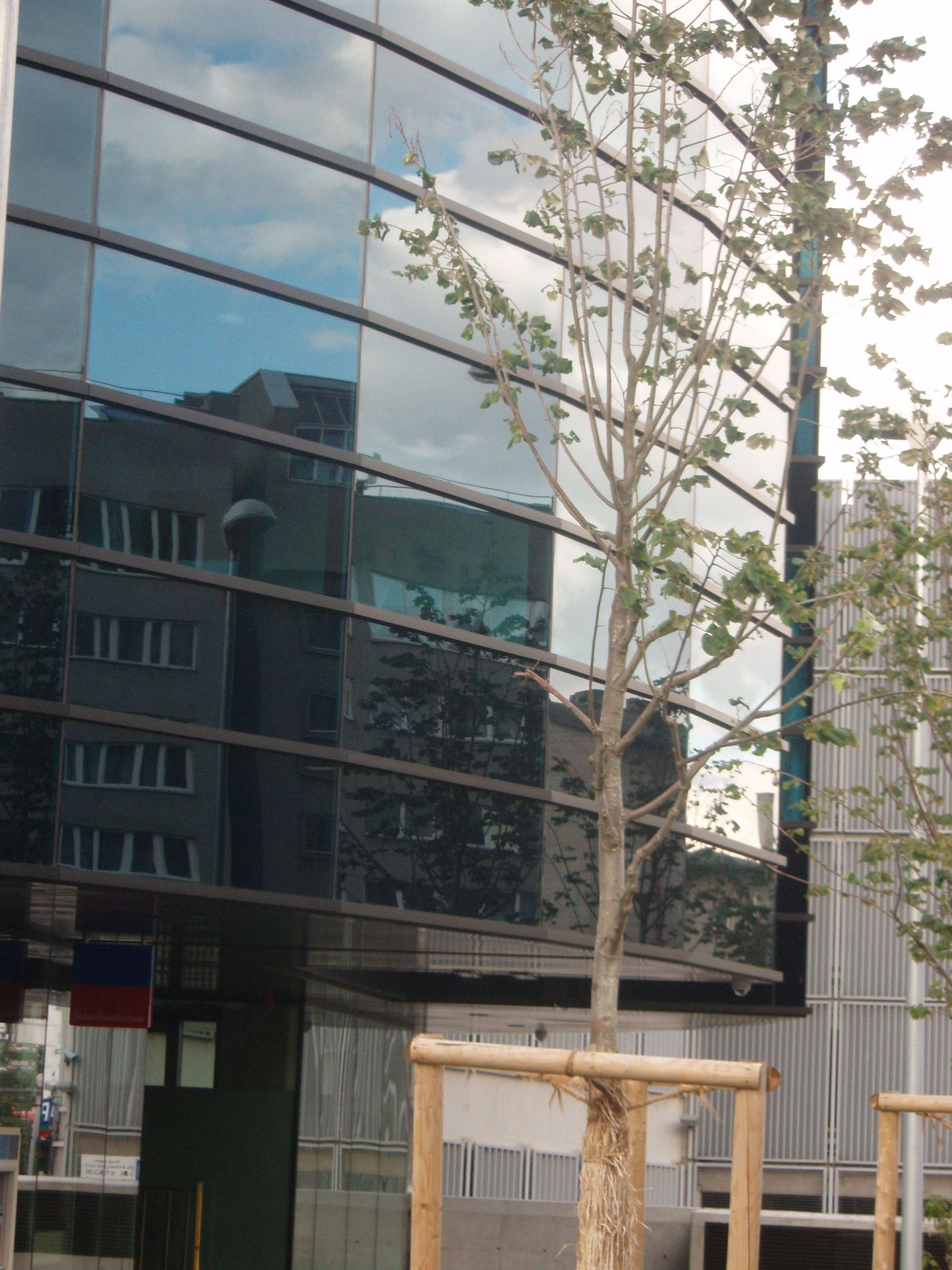 Liivalaia tänavale Nordea uue hoone juurde istutatud puud.