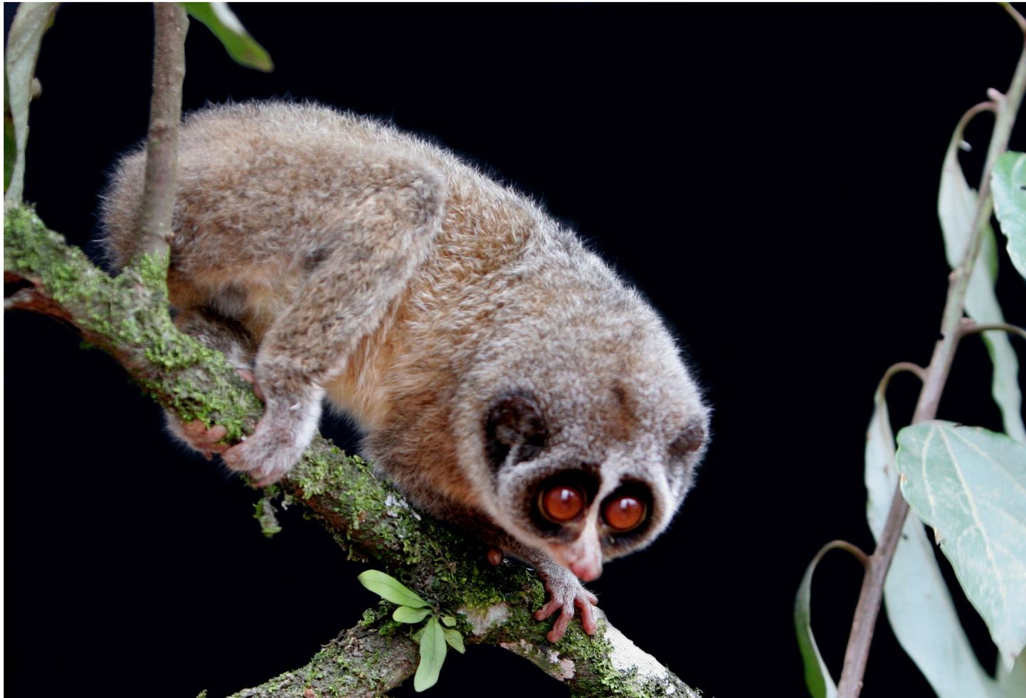 Глазастый примат тонкий лори достигает в длину 17 см. Иллюстративное фото.