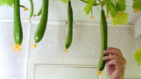 Juhatus, kuidas kodus ise aknalaual kurke kasvatada