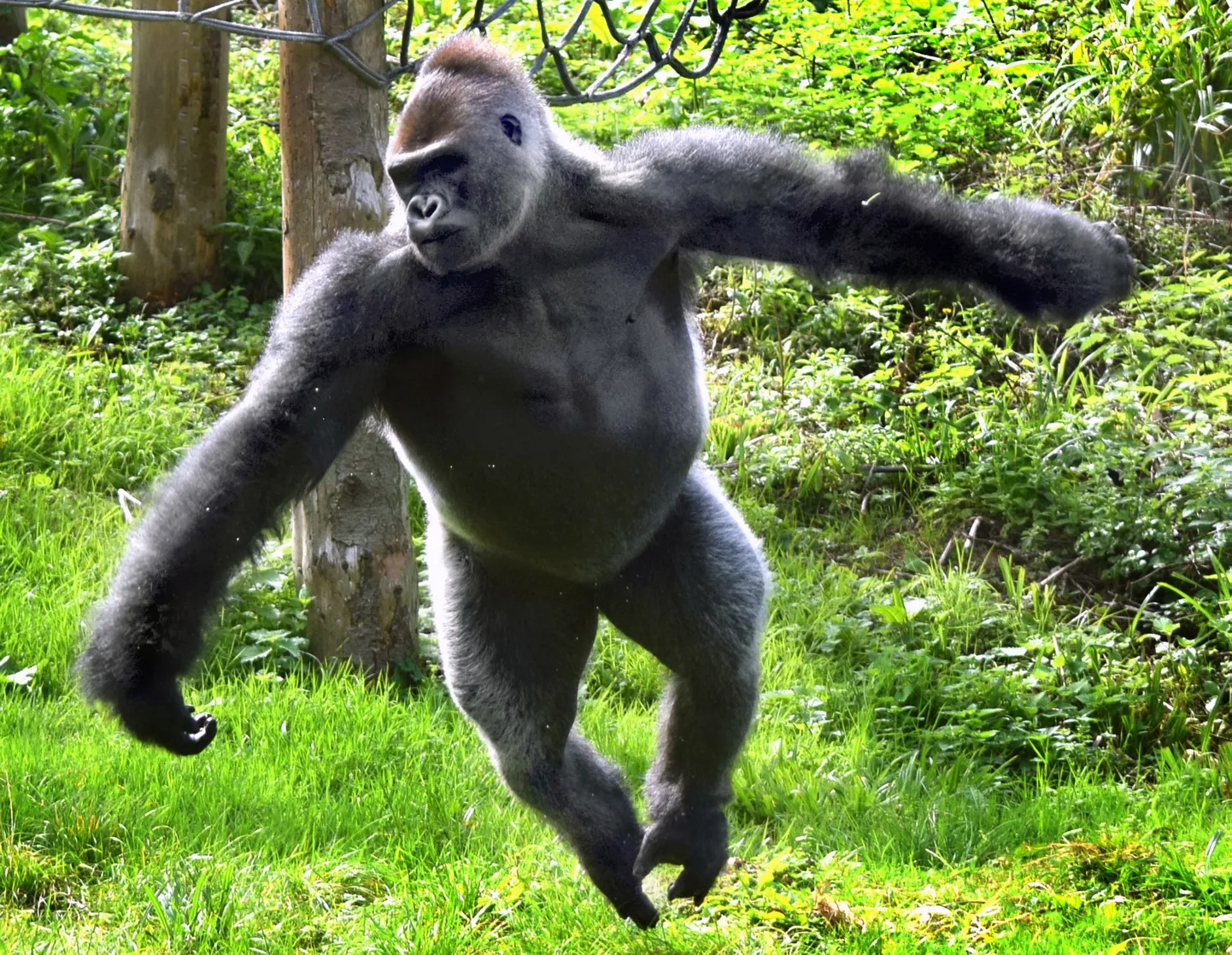 Gorilla. Pilt on illustreeriv