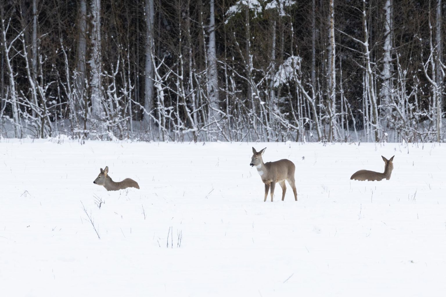 Päästjad abistasid metskitse loodusesse tagasi. Pilt on illustreeriv.