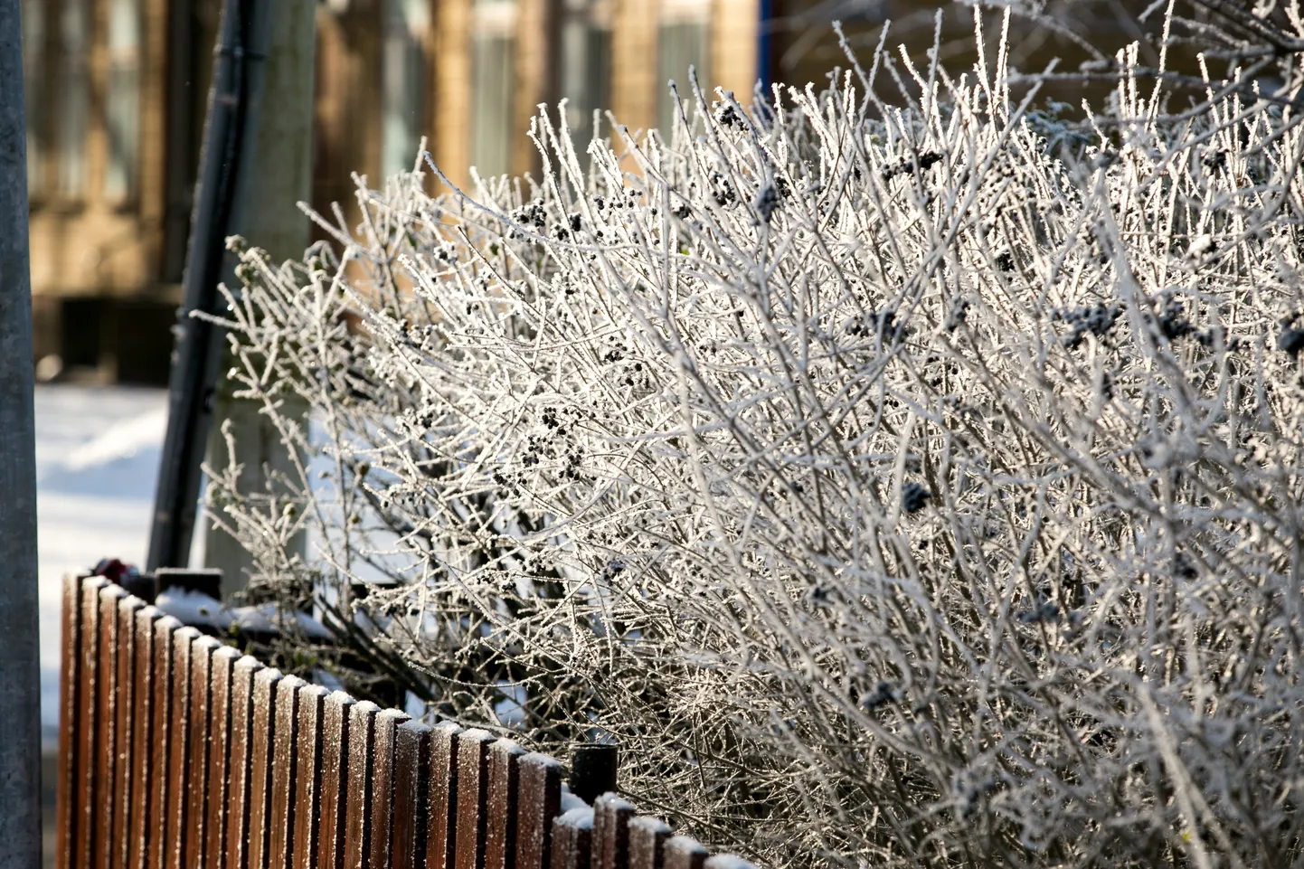 Pakasepoiste kätetööd Pärnu tanavatel.
