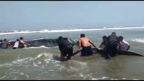 Heade inimeste jõud: rahvas lükkas Peruus rannale kinni jäänud vaala vette tagasi