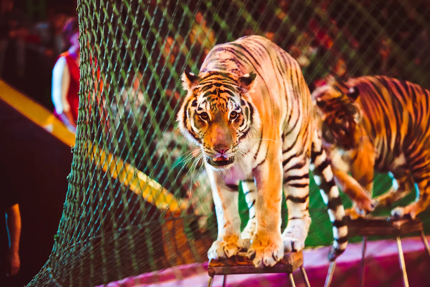 Цирковой тигр