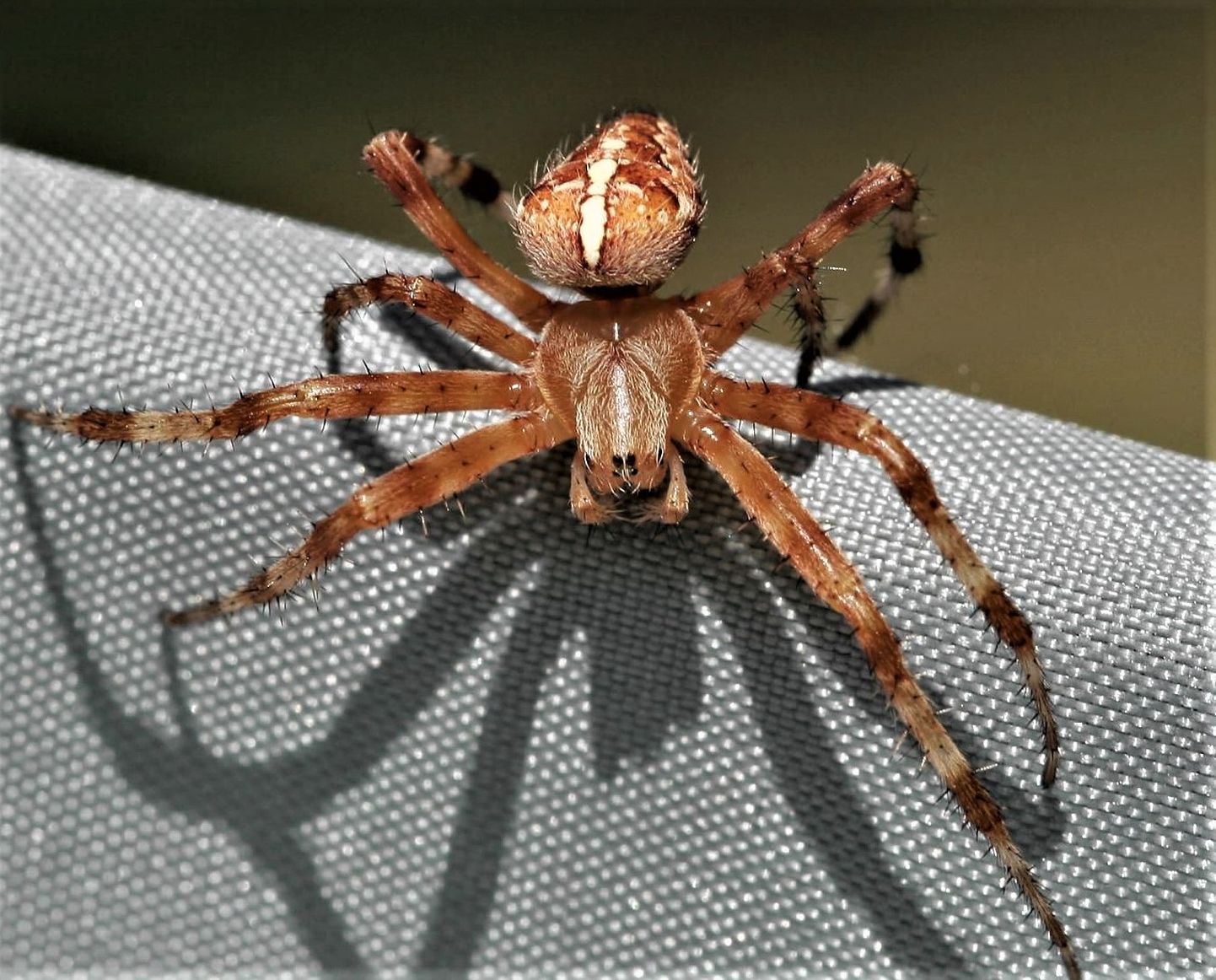 Боязнь пауков, или арахнофобия самая известная боязнь насекомых, и в этом случае вид любого восьминогого членистоногого вызывает сильную реакцию страха.