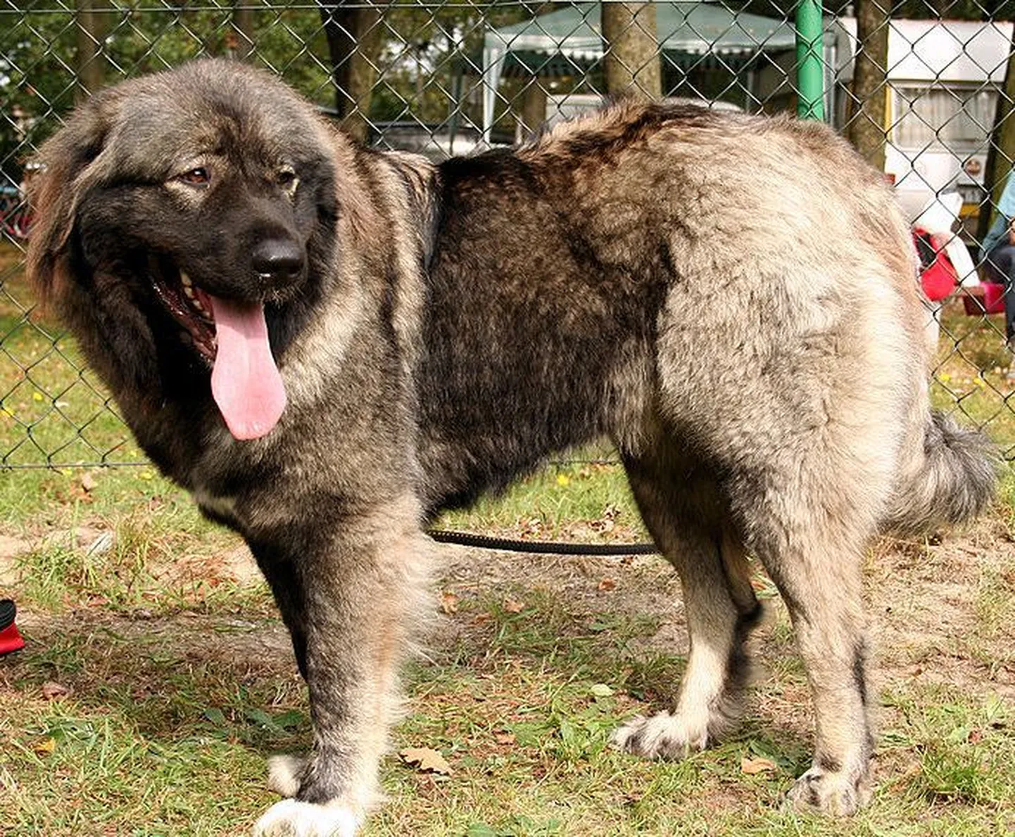Kaukaasia lambakoer