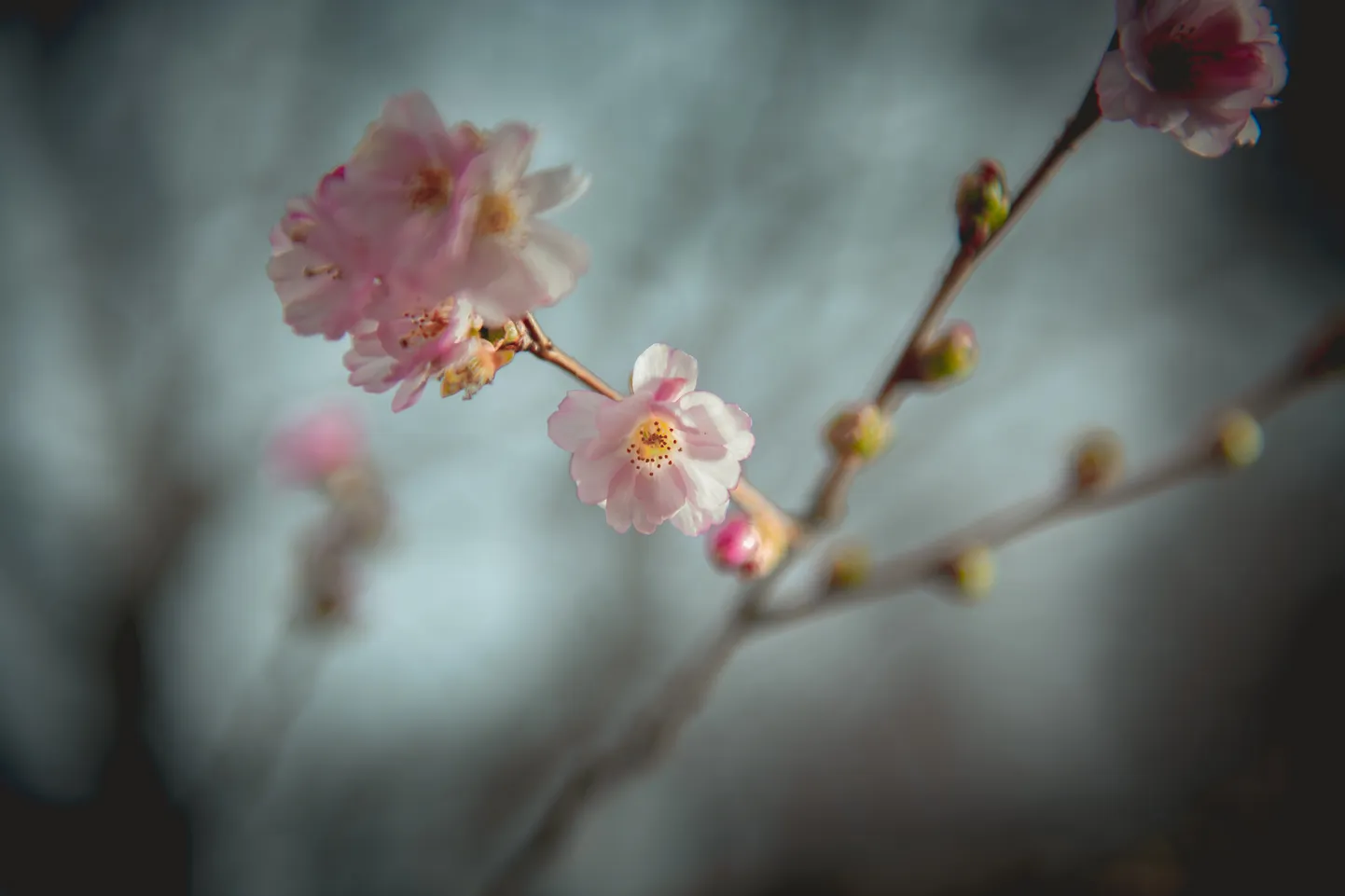 Foto: Uzvaras parkā zied sakuras