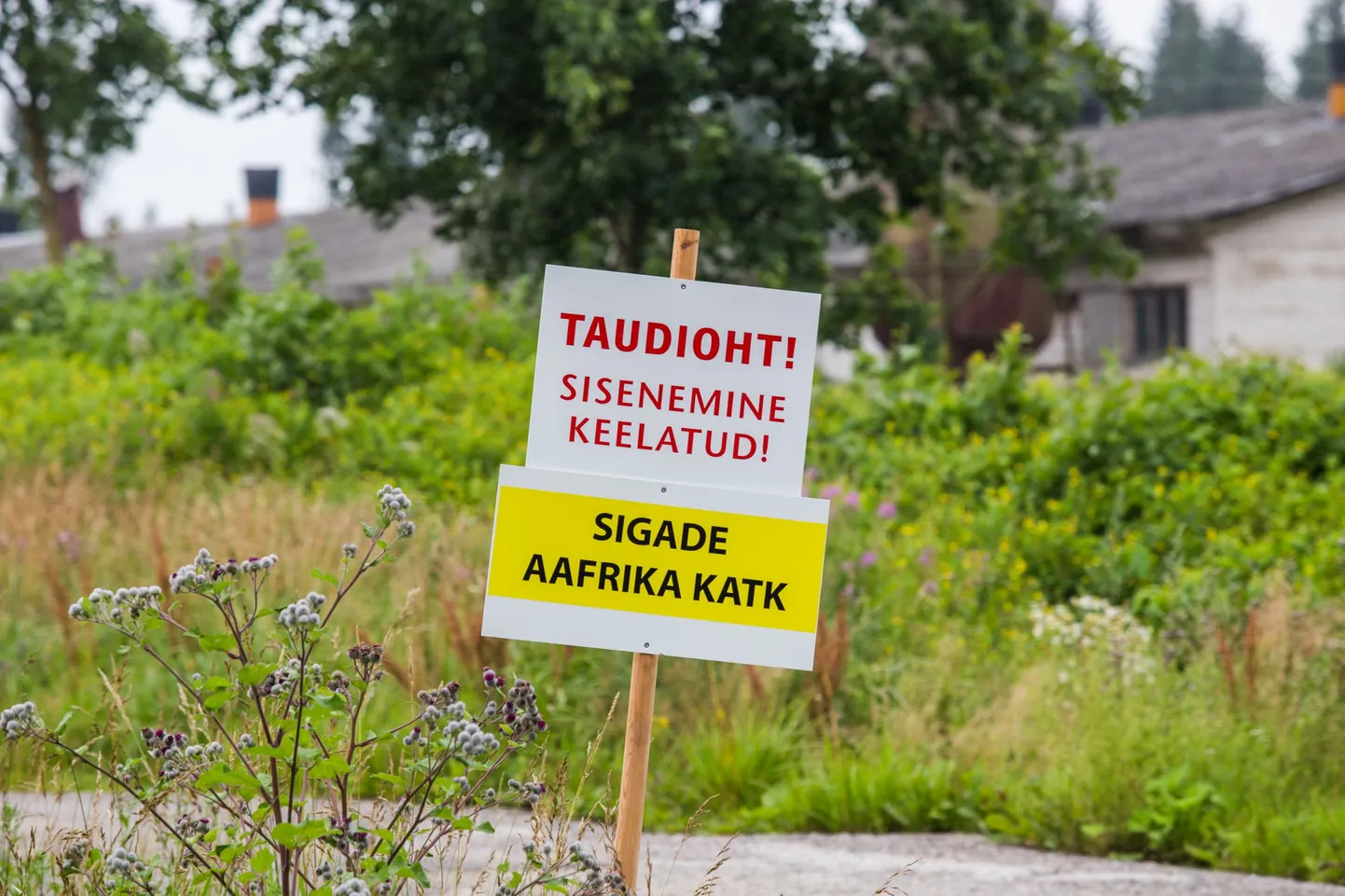 Artikli foto