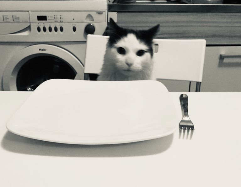 Kaķis pie pusdienu galda