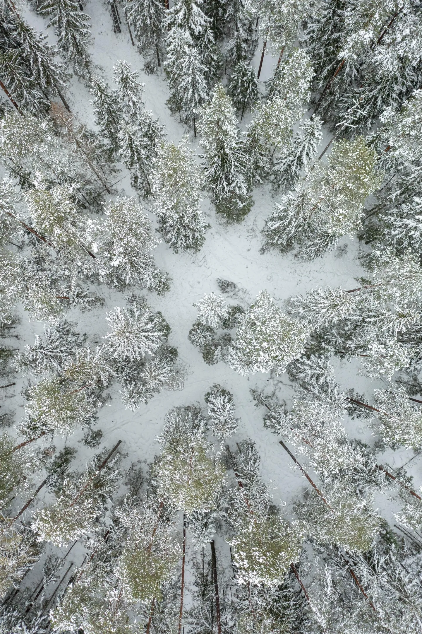 Valitsus otsustas riigikogusse saata metsaseaduse ja planeerimisseaduse muudatused, mis määravad, kellega ja kuidas metsamajandamistöid kogukonnametsades planeerida ja kooskõlastada.