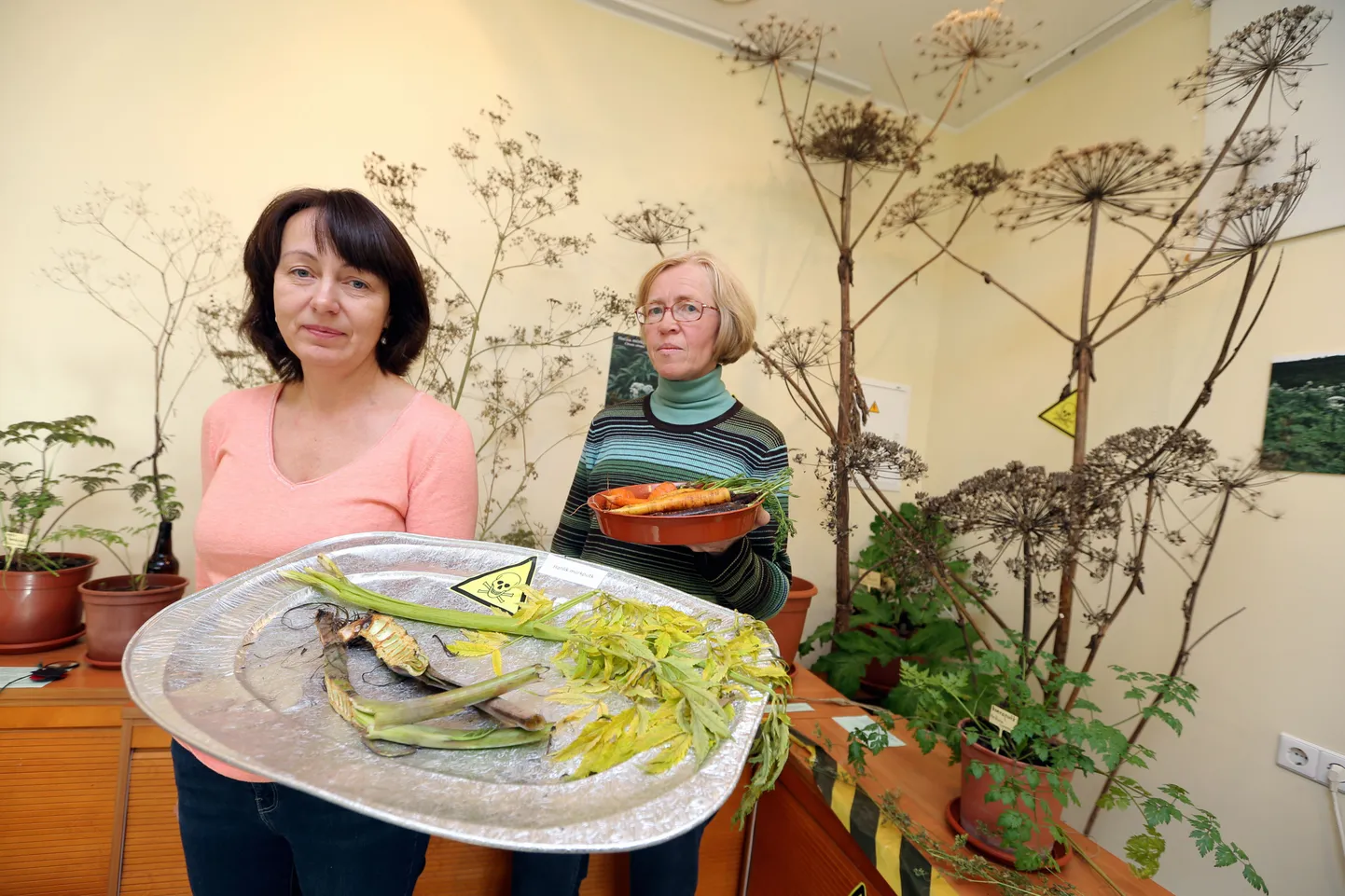 TÜ botaanikaaia aednik Kristine Fenske (vasakul) ja botaanik Kersti Tambets tutvustavad sarikaliste näitust "Porgandist surmaputkeni".