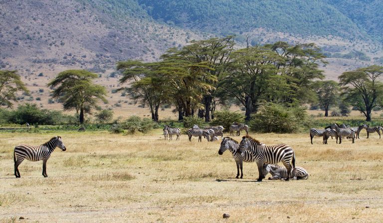 Ngorongoro rahvuspark