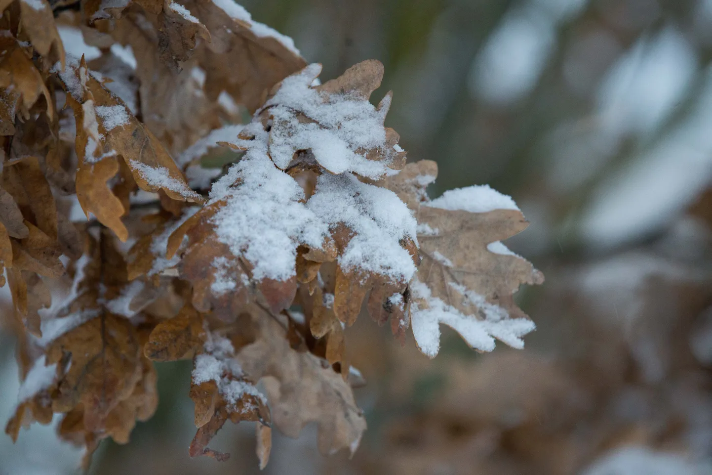 Esimene lumi Paides