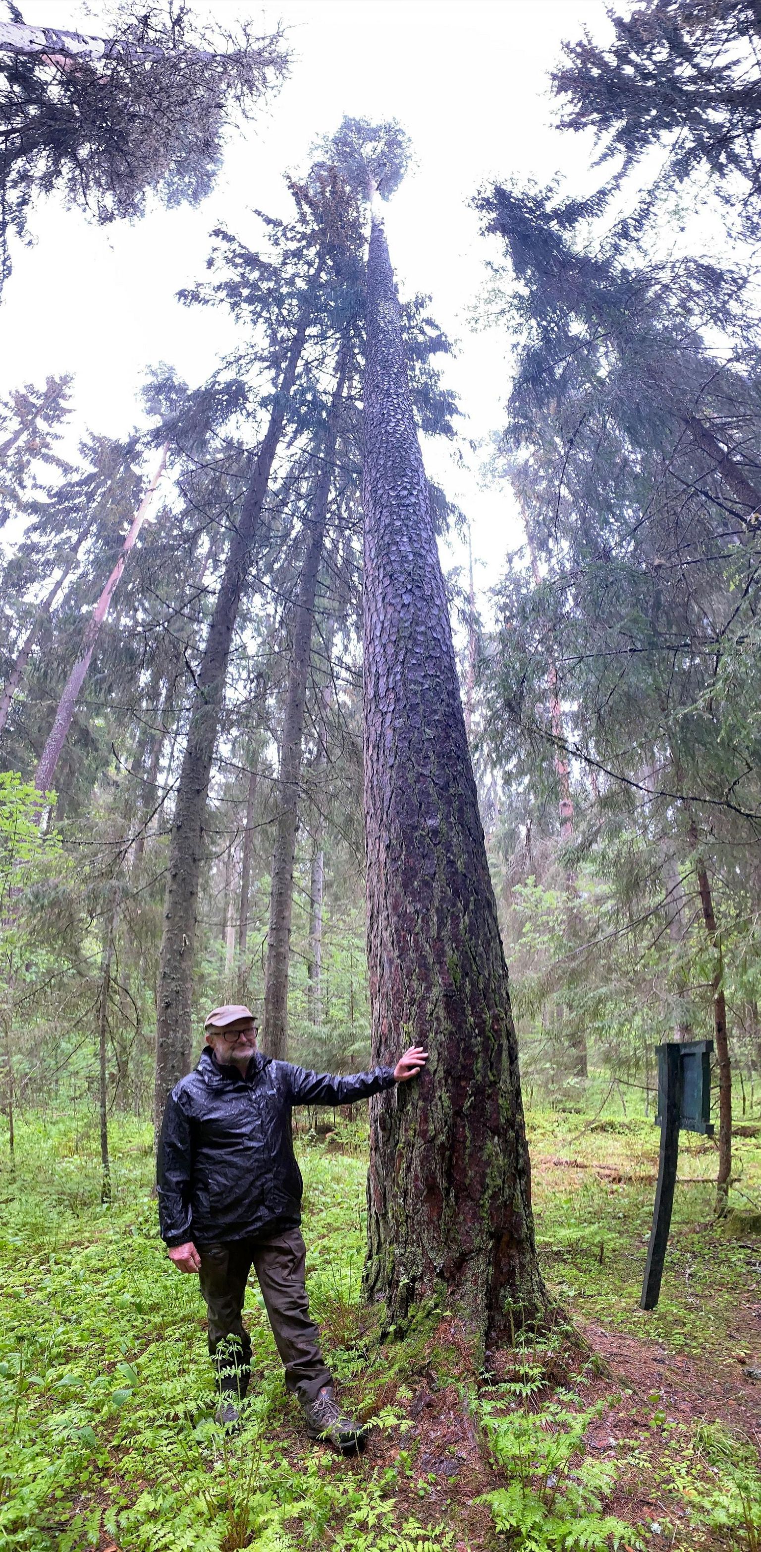 Enne kui metsamees Kaarel Tiganik avastas Ootsipalust Eesti kõrgeima puu, kandis kõrgeima puu tiitlit see Järvseljal kasvav 42,4-meetrine mänd.