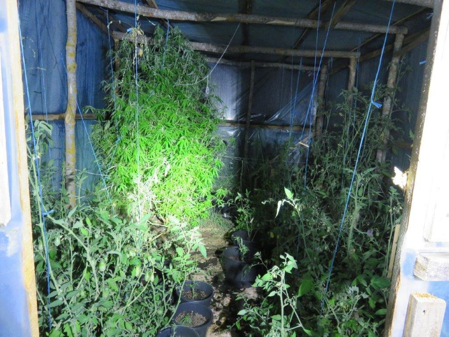 Kasvuhoones kasvav kanep. Foto on illustreeriv.