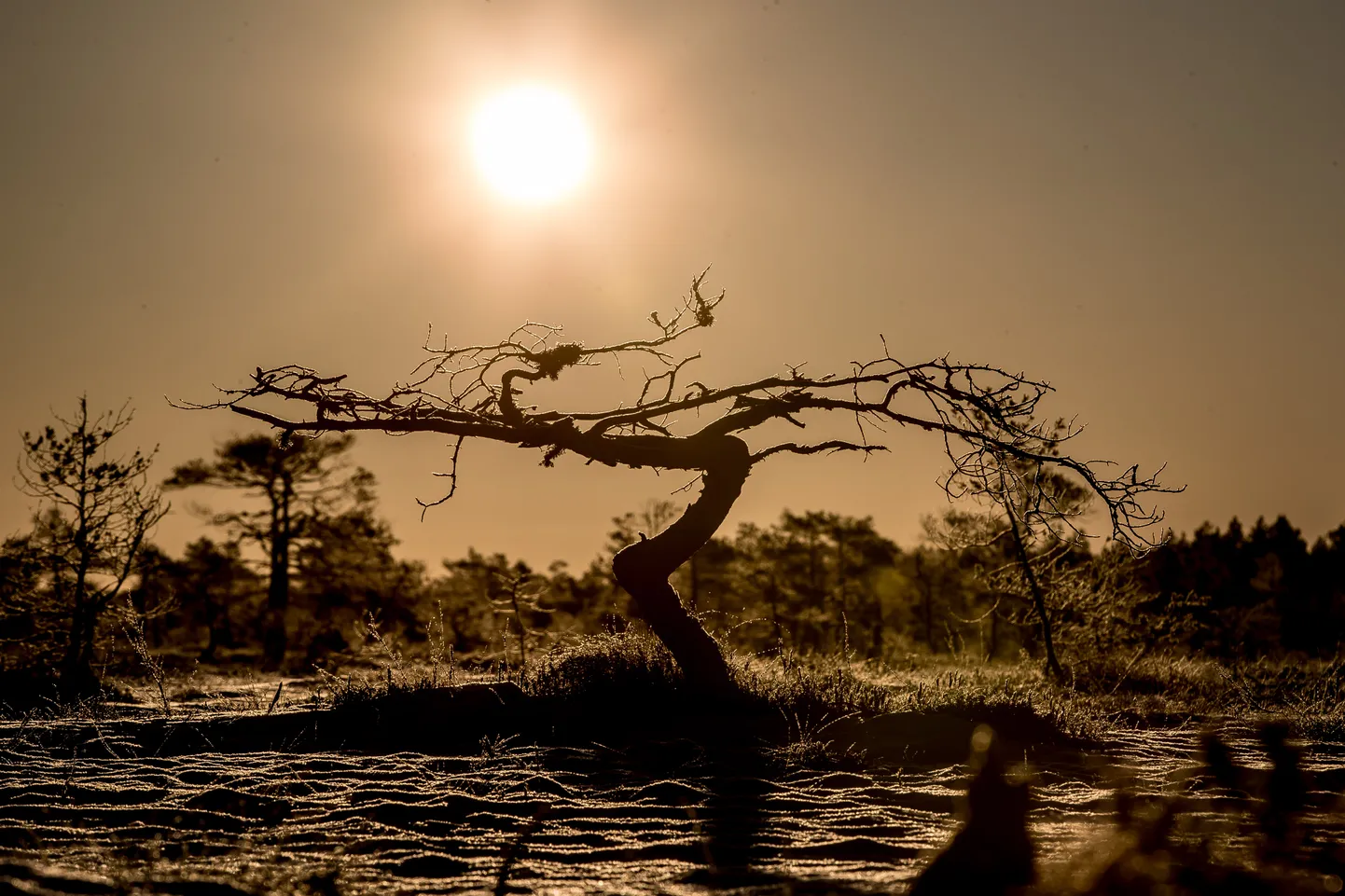 Järva maakond 17.03.2018
Kakerdaja raba päikese tõusul. 
Beautiful sunrise in Kakerdaja Bog in March.
FOTO:SANDER ILVST/EESTI MEEDIA