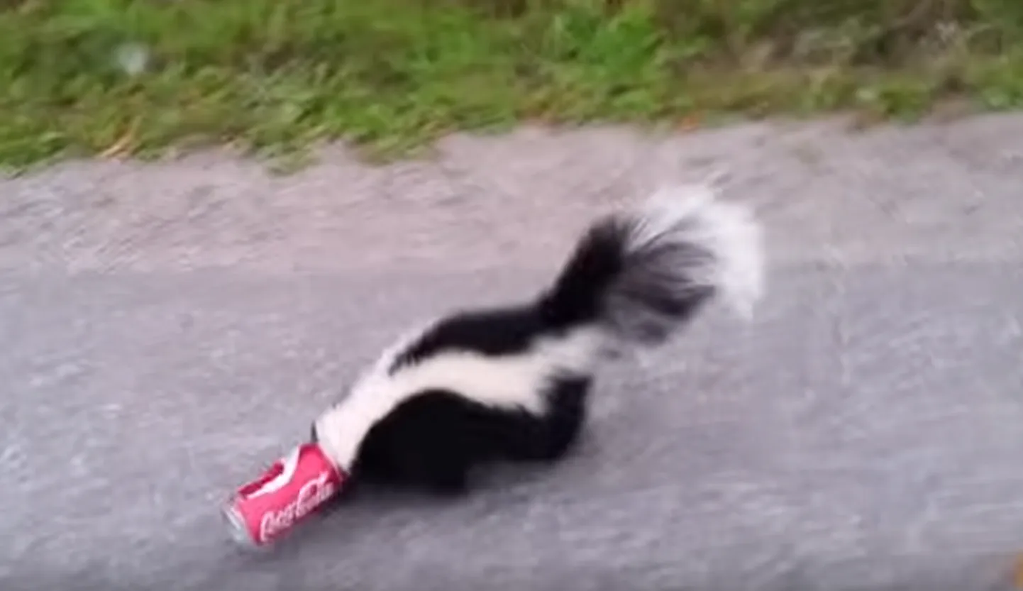 Skunk on peadpidi plekkpurgis kinni