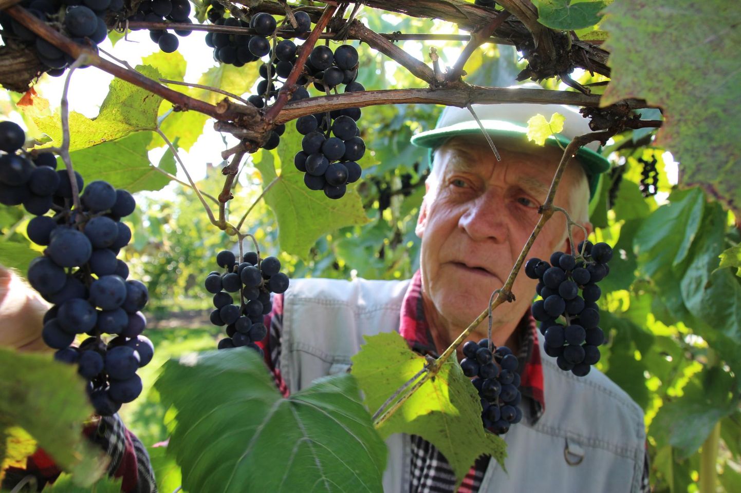Jaan Kivistiku aias Lõuna-Euroopa viinamarju polegi, kõik on põhjamaade sordid. «Meie marjadel on hoopis teistsugused vürtsid, igaüks on natukene erineva maitsega,» rääkis ta.