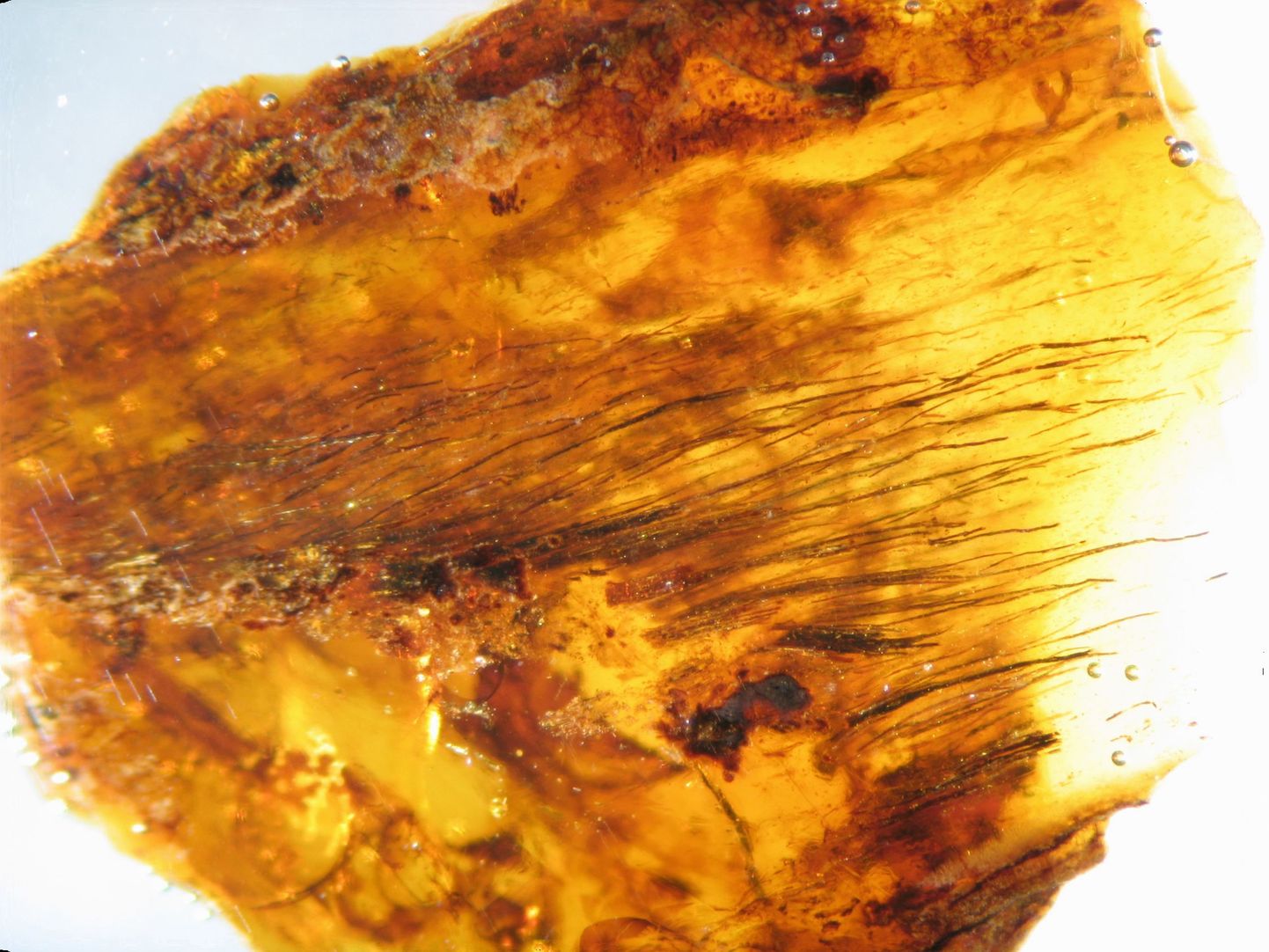Merevaigutükis paljastus 23 miljoni aasta vanune sisalik