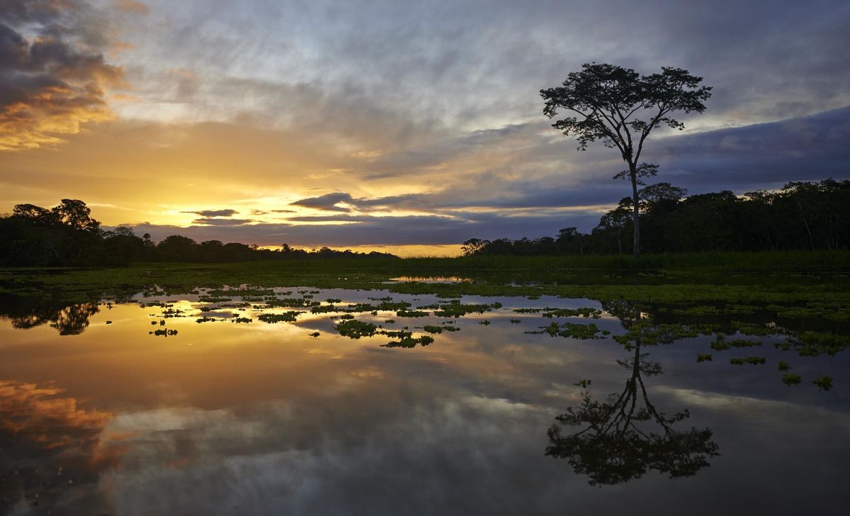 Maagilised valgusmängud Amazonase veeväljadel.