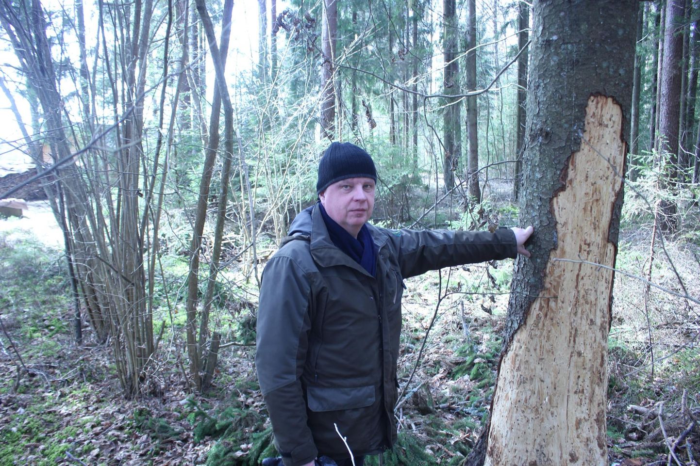 Risto Sepp näitas Valgamaal kuivanud puud. Puud kuivavad ka üraskite töö tagajärjel.