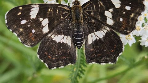 Butterfly's wing color depends on day length, science notes