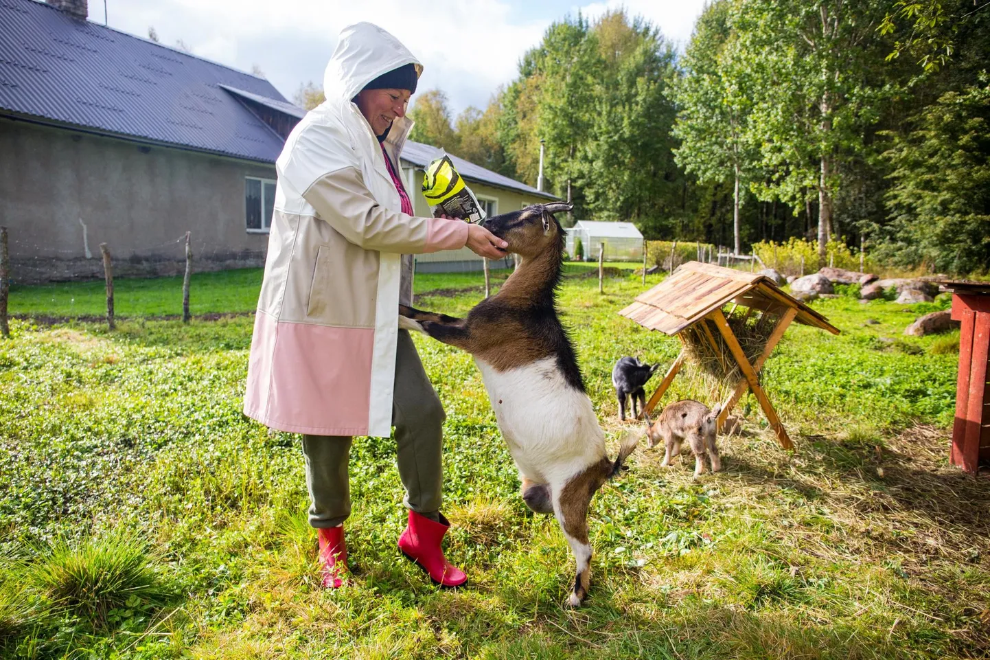 Perenaine Inge Rahkema sõnas, et nad on üritanud teha nii, et talus oleks loomi minimaalselt. Ja need, kes on, oleksid paaris ja minid.