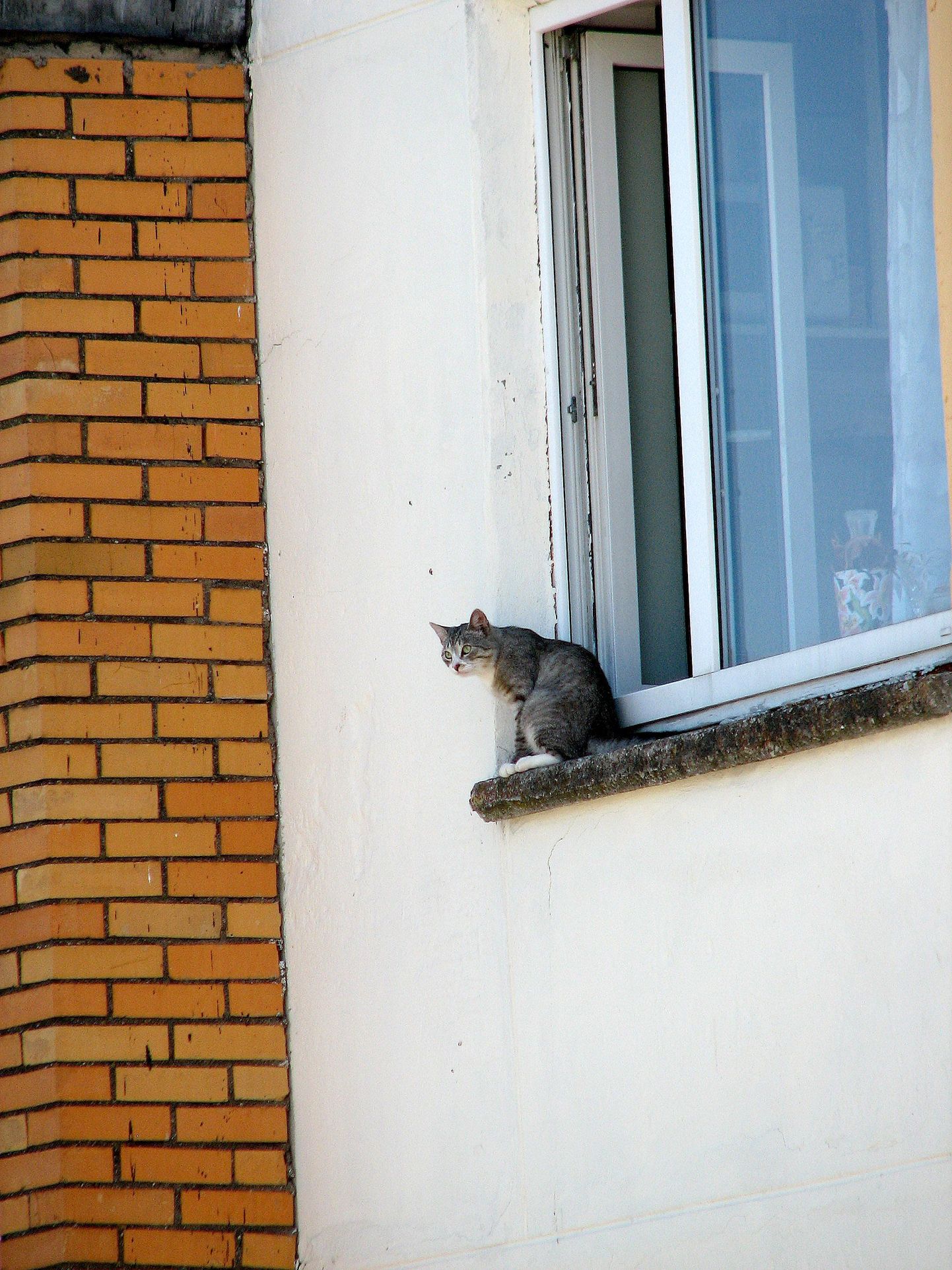 See kass kõrgust ei pelga. Muretult tunneb ta end ka 5. korruse aknalaual.