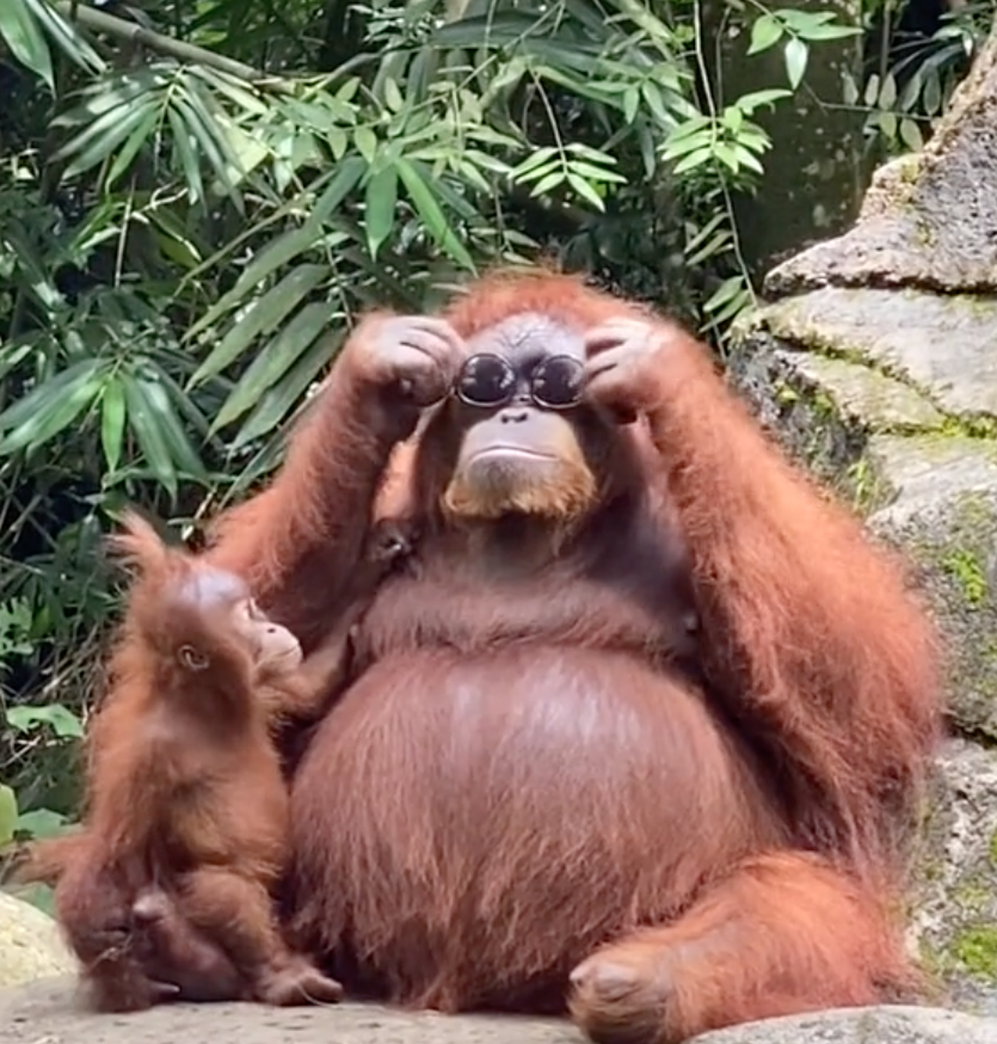 Orangutan ja tema uued päikeseprillid.