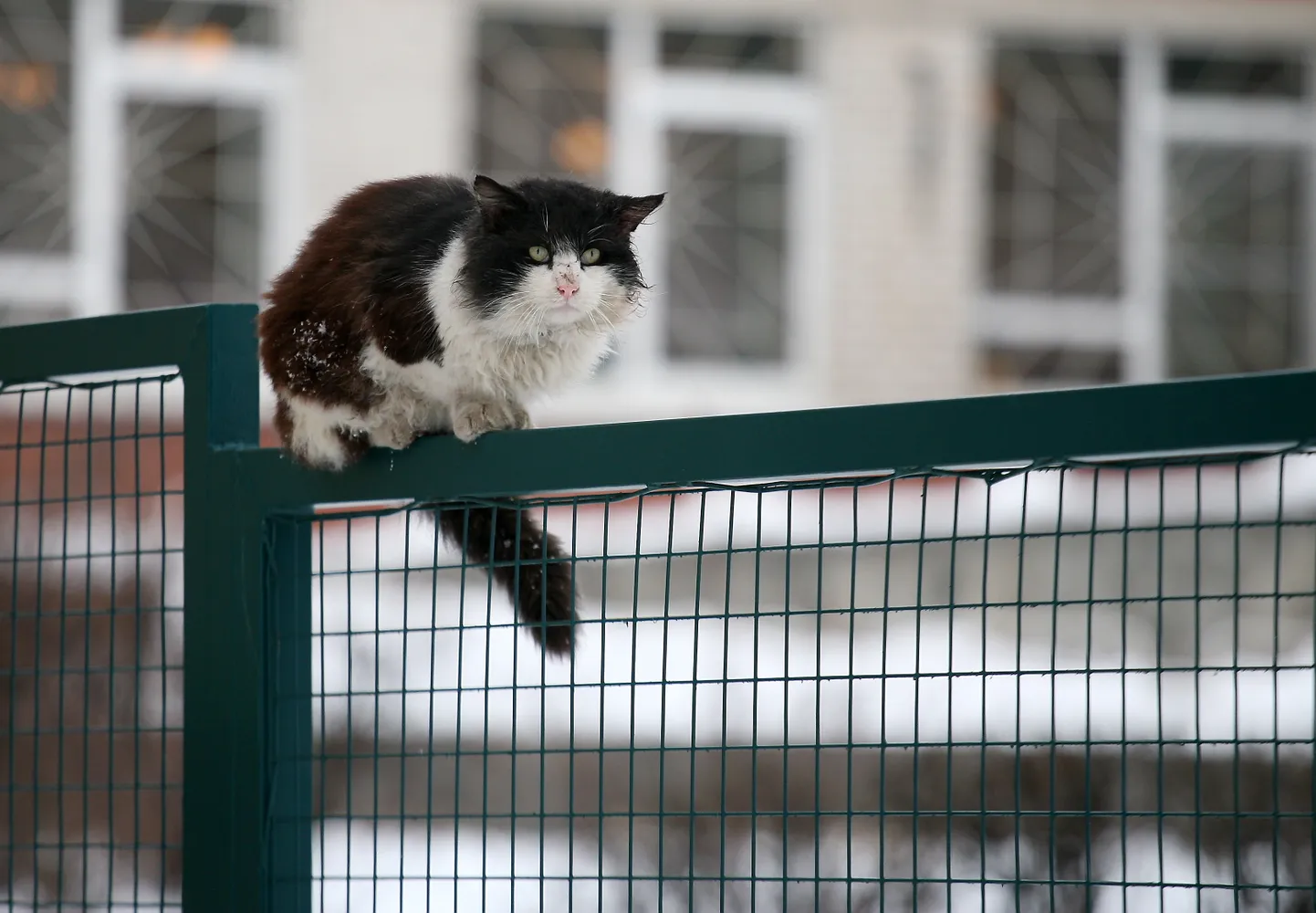 Кот на заборе. Иллюстративное фото