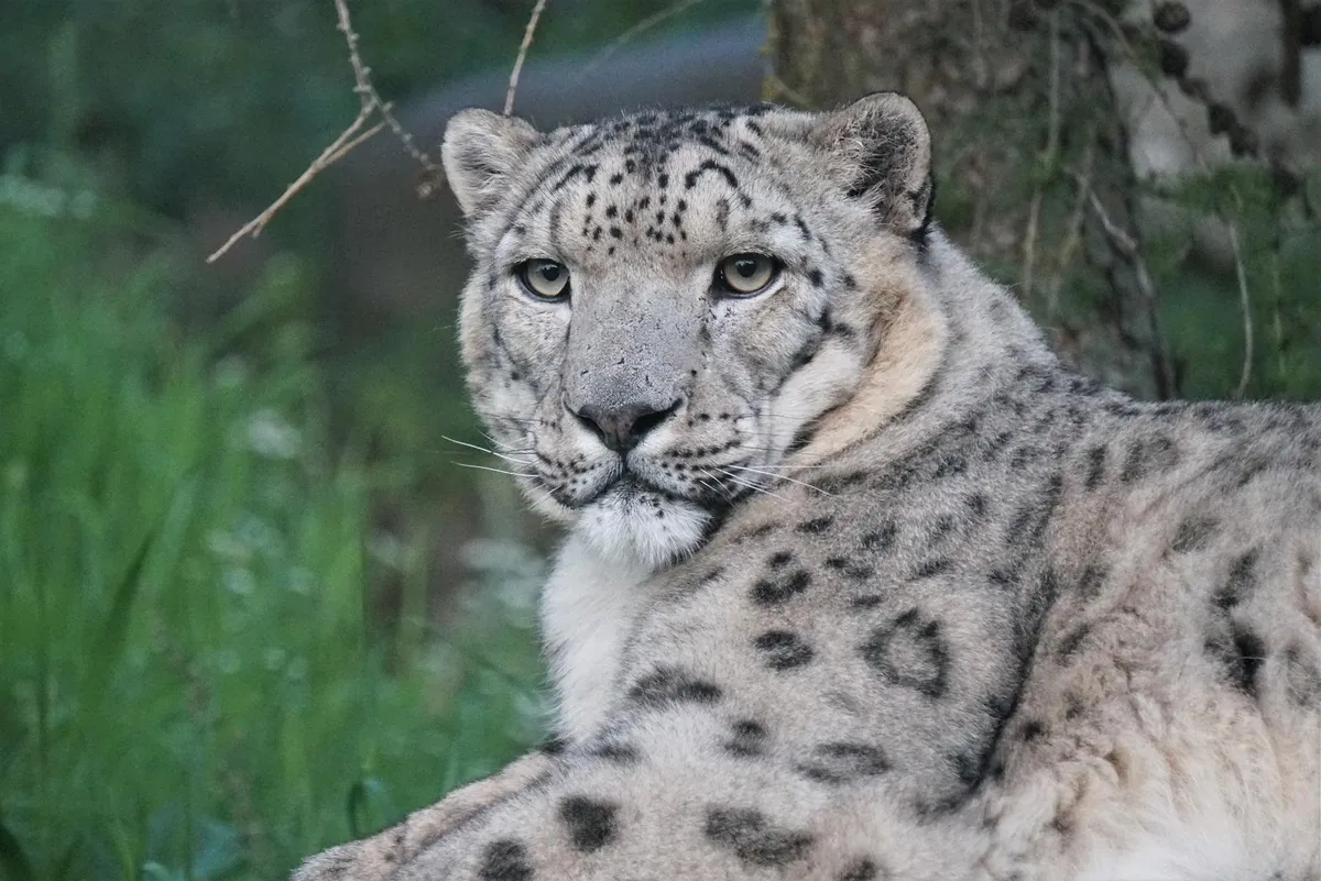 Lumeleopard Otto III.