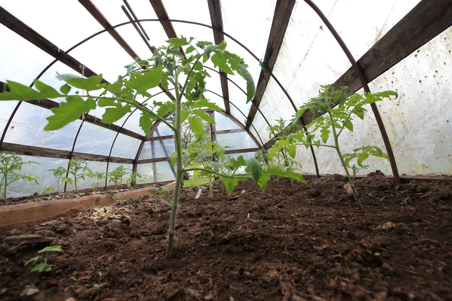 Tomatitaimi tasub kindlasti katta, kui ööseks lubab vaid pluss kahte kraadi.