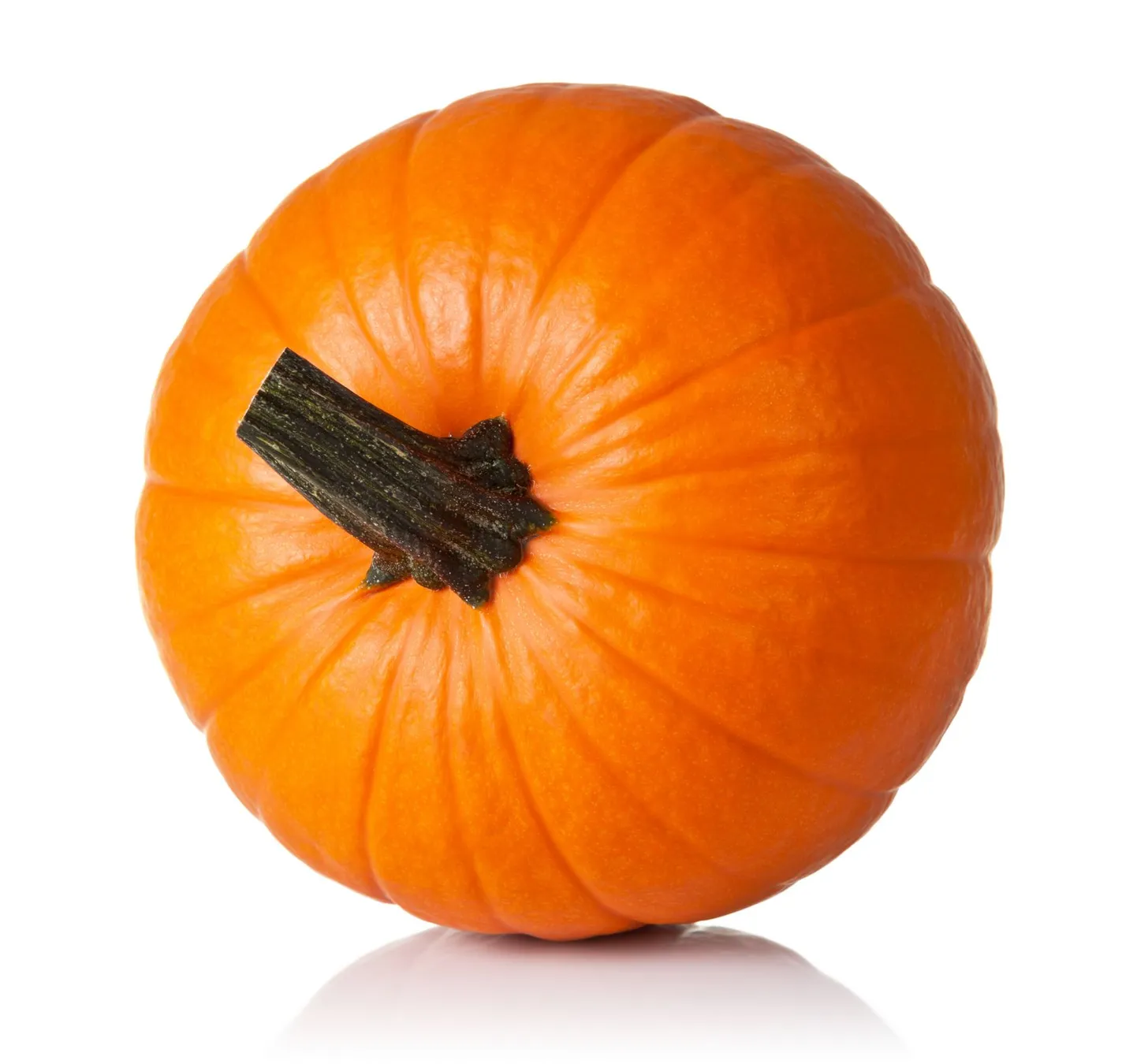 Kõrvits
