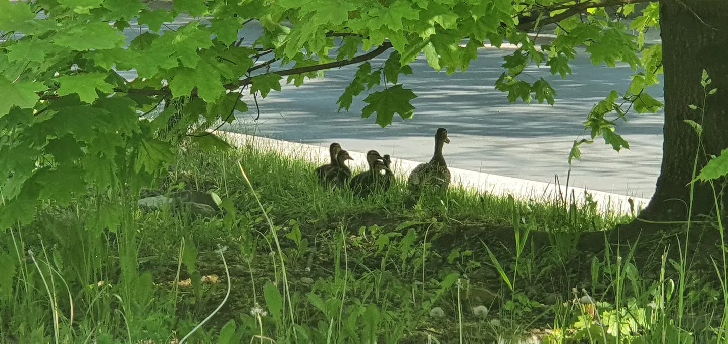Pardipere ületamas Puiestee tänavat.