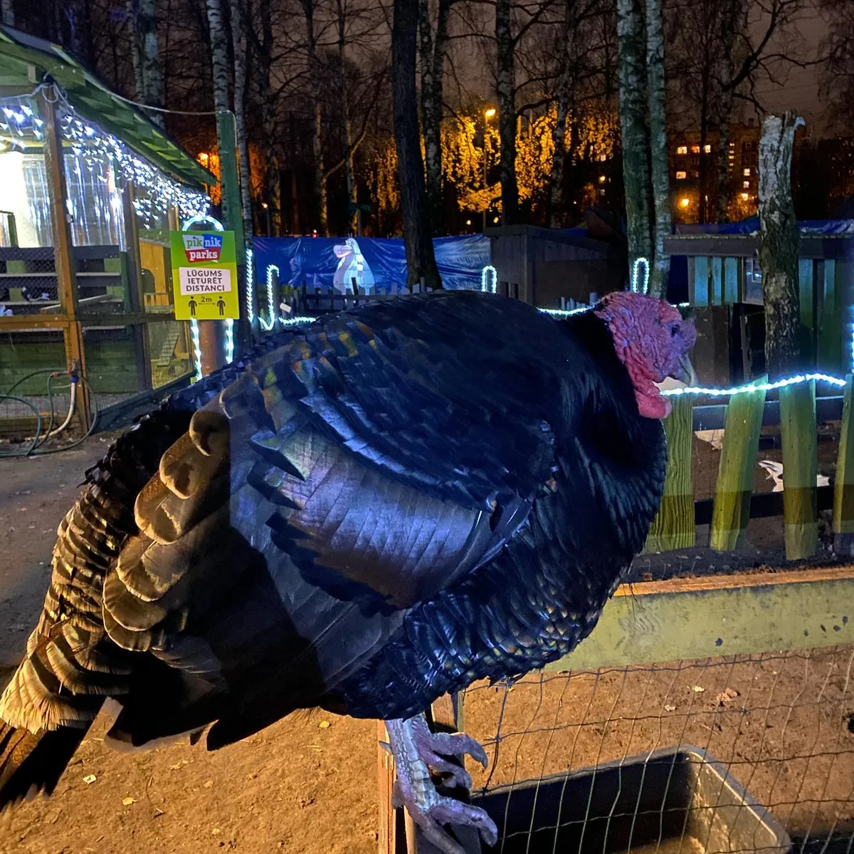 Viens no Imantas atrakciju parka nonāvētajiem tītariem.