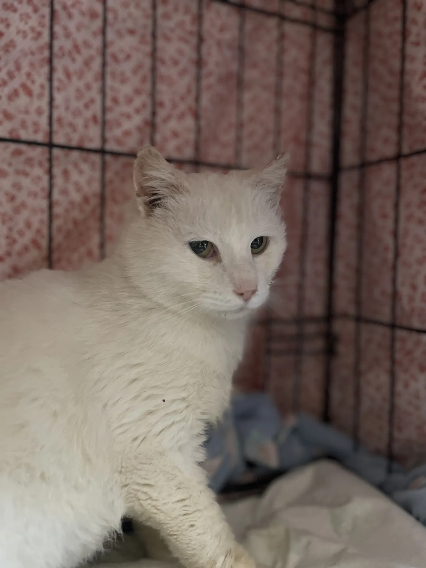 Кошка Лумилеэ.
